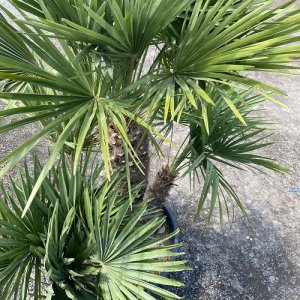 Palmička nízka (Chamaerops Humilis) výška kmeňa 80-100 cm, celková výška 140-180 cm, kont. C100L (-14°C) 